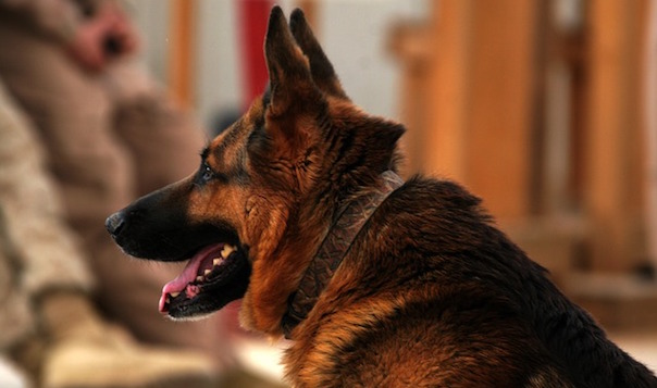 german-shepherd-856369_640.jpg