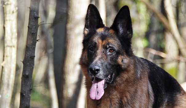 german-shepherd-945724_640.jpg