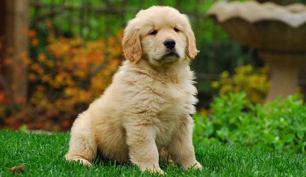 golden-retriever-1827899_640.jpg