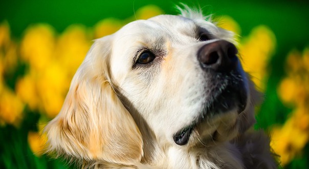 golden-retriever-4073350_640.jpg