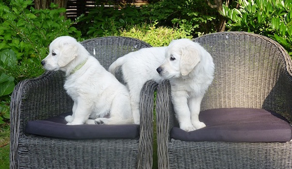 golden-retriever-623186_640_2.jpg