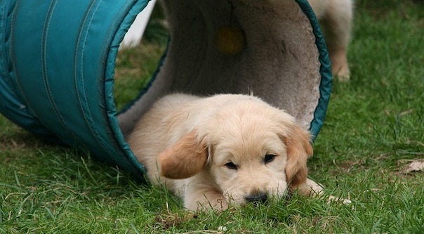 golden-retriever-puppy-2706680_640.jpg