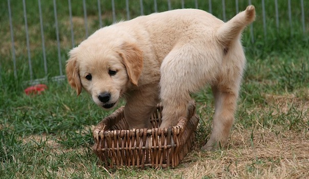 golden-retriever-puppy-2706688_640.jpg