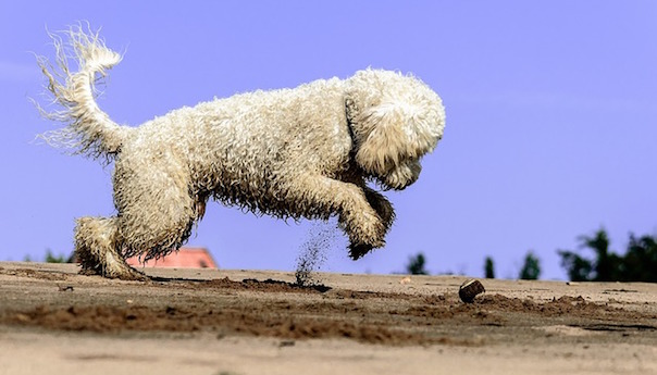 goldendoodle-1626786_640.jpg