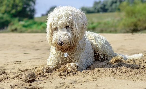 goldendoodle-1627632_640.jpg