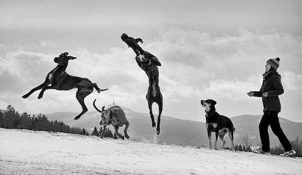 great-dane-3011826_640.jpg