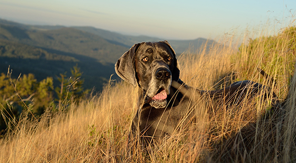 great-dane-3708767_1920.jpg