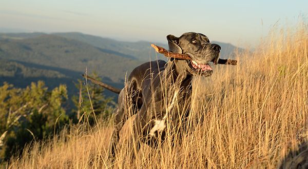 great-dane-3708769_1920.jpg