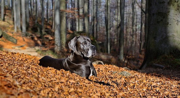 great-dane-4575323_640.jpg