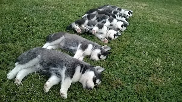 husky-1560011_640.jpg
