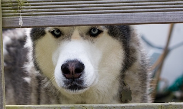 husky-164340_640.jpg