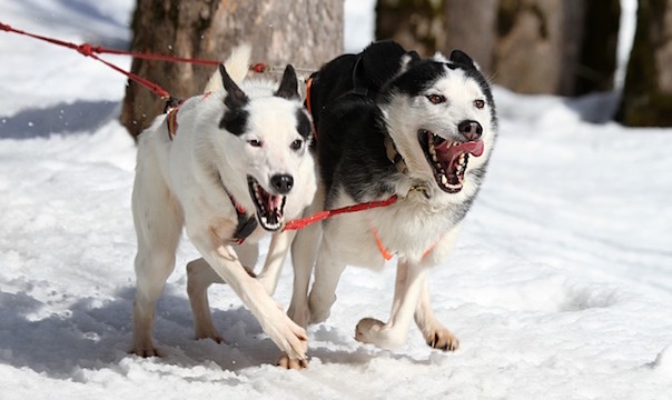 husky-274621_640_1.jpg