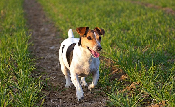 jack-russel-2002360_640.jpg