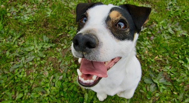 jack-russel-3622449_640.jpg