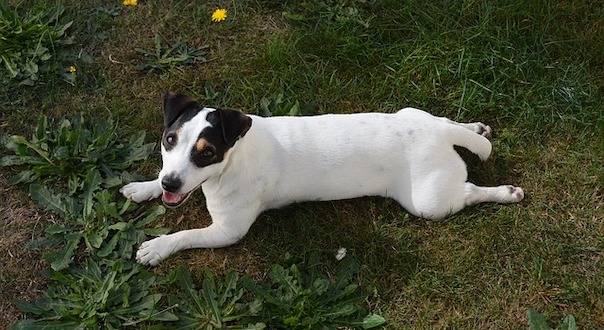 jack-russel-3809144_640.jpg