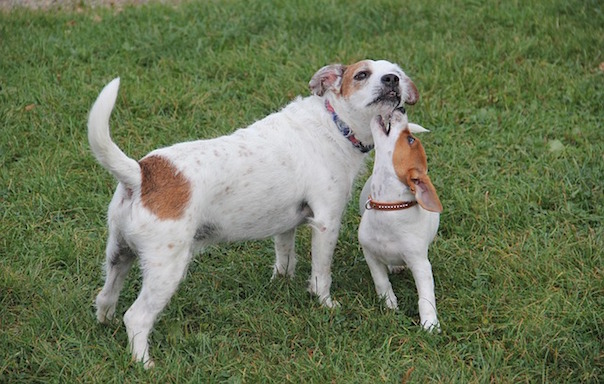 jack-russel-terrier-1731510_640.jpg