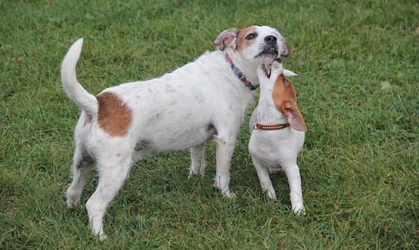 jack-russel-terrier-1731510_640_1.jpg