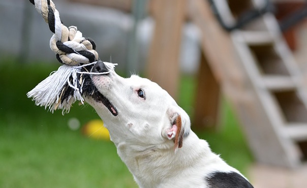 jack-russell-1444784_640.jpg
