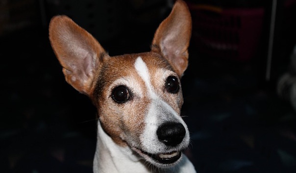 jack-russell-2284294_640.jpg