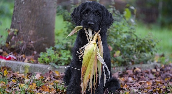 labradoodle-2855259_640.jpg