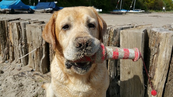 labrador-beach-1772514_640.jpg