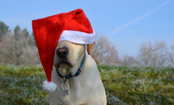 labrador-retriever-1911057_640.jpg
