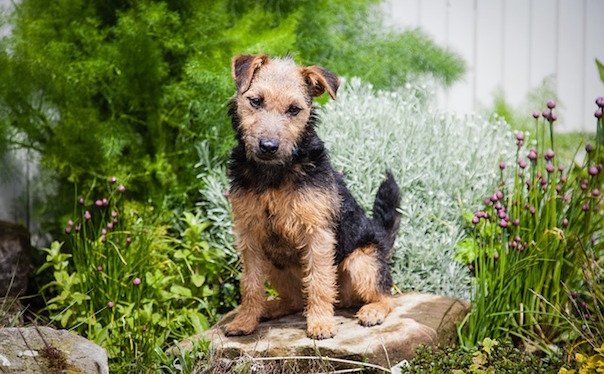 lakeland-terrier-908693_640.jpg