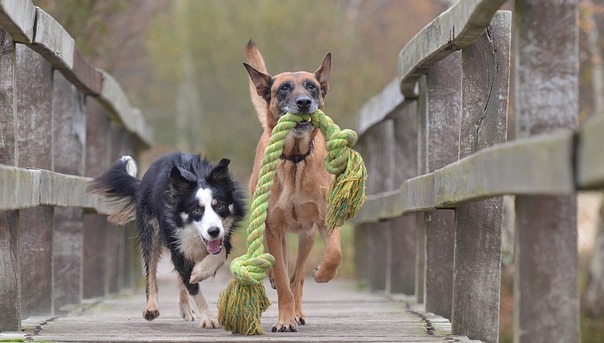 malinois-and-border-collie-788032_640.jpg