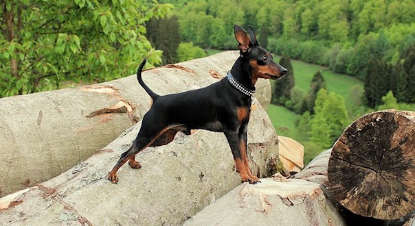 miniature-pinscher-3516332_640.jpg