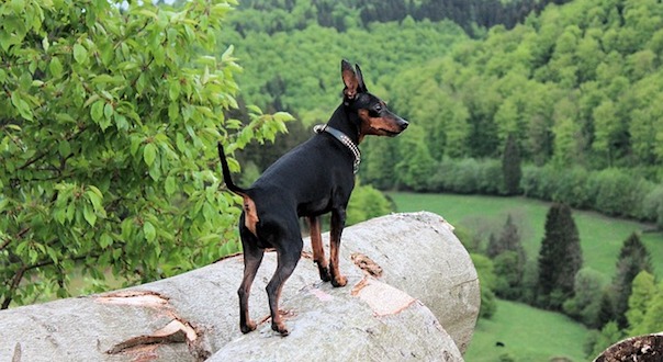 miniature-pinscher-3516333_640.jpg