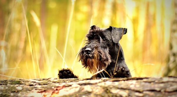 miniature-schnauzer-1923470_640_1.jpg