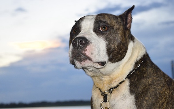pit-bull-1721023_640.jpg