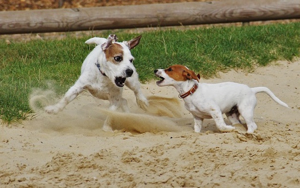 playing-dogs-1731484_640.jpg