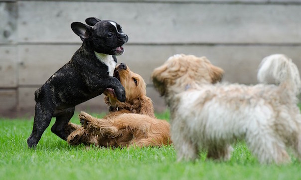 playing-puppies-790638_640.jpg