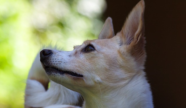 podenco-1480902_640.jpg