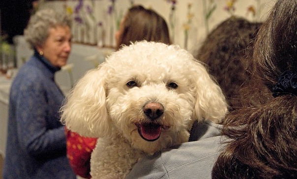 poodle-380934_640_1.jpg