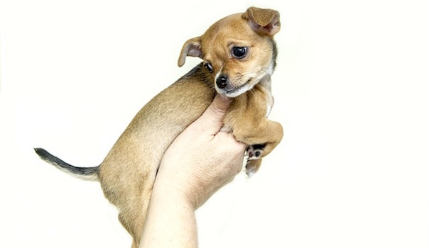 puppy-1047453_640.jpg