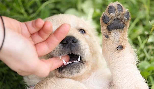 puppy-1207817_640_1.jpg
