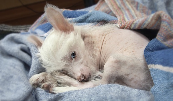 puppy-1684821_640.jpg