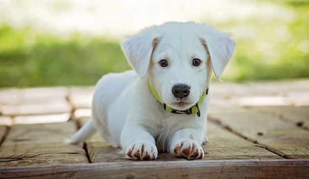 puppy-1903313_640.jpg