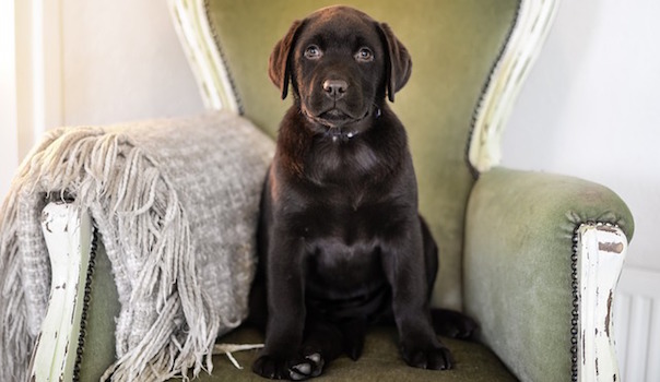 puppy-2041215_640.jpg