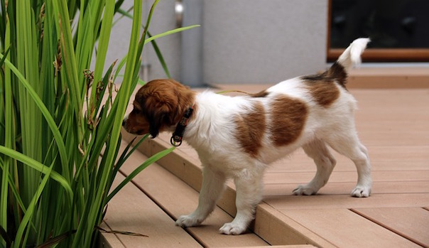 puppy-753587_640.jpg