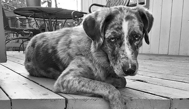retriever-1812661_640.jpg