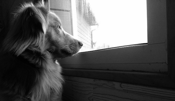 retriever-in-nova-scotia-1716491_640.jpg