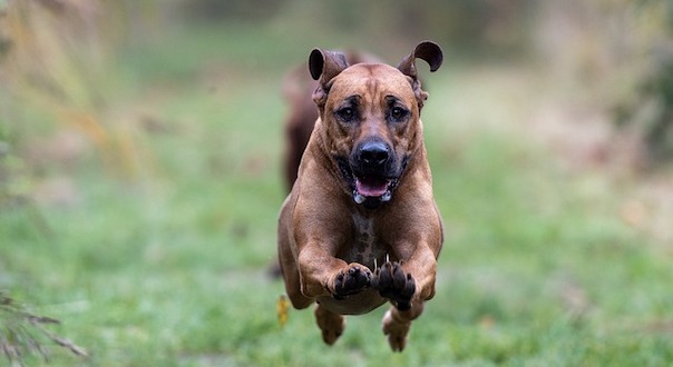 rhodesian-ridgeback-4647708_640.jpg