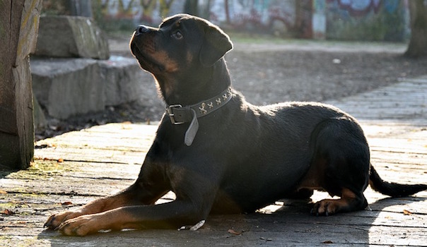 rotweiler-2125284_640.jpg