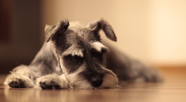 schnauzer-4081798_1920.jpg