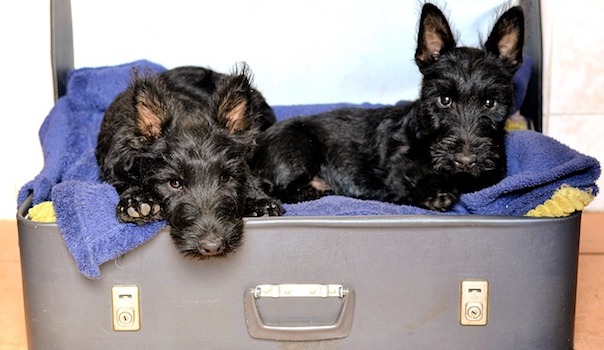 scottish-terriers-1723932_640.jpg