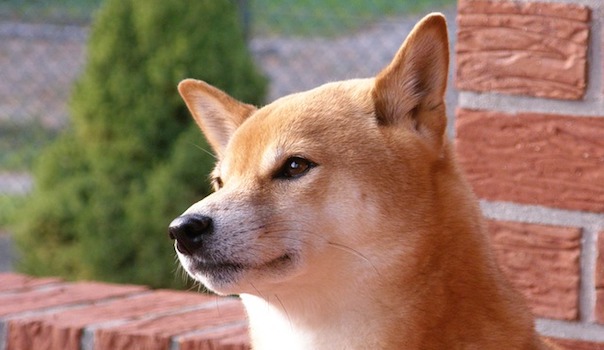 shiba-2937633_640.jpg