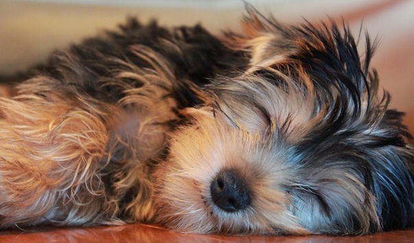 sleeping-dog-1718024_640.jpg